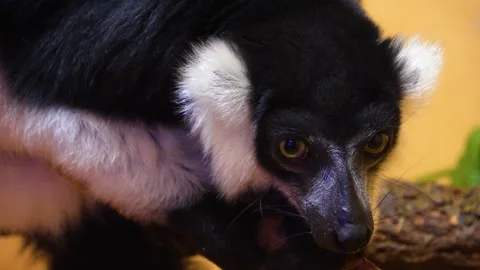 Close view of black and white lemur  Stock Footage 254169387