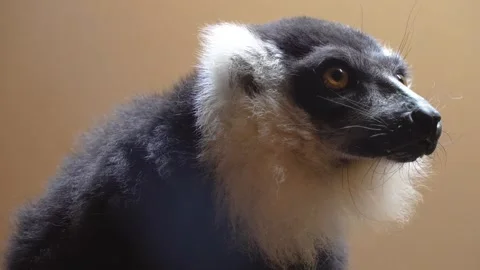 Close view of black and white lemur  Stock Footage 254174913