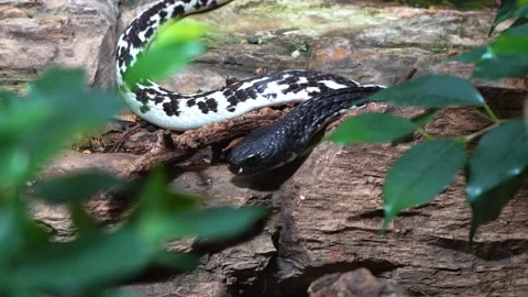 Close view of a black and white cobra  Stock Footage 263601238