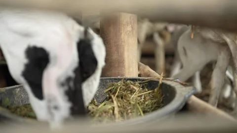 Close up view of black and white head goat eating grass Stock Footage 263700064