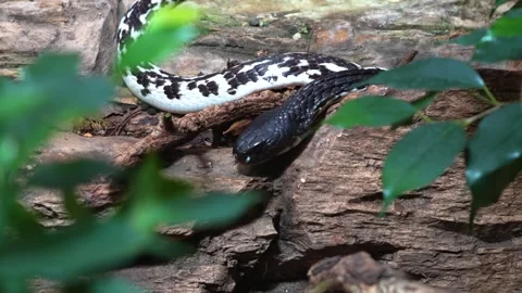 Close view of black and white cobra  Stock Footage 263897895
