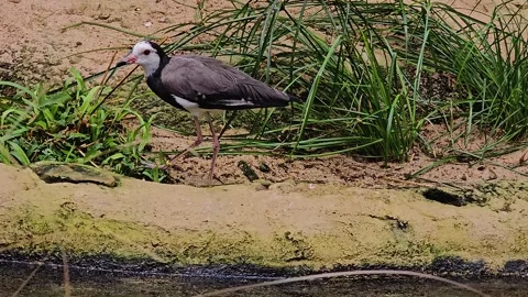Close up view of a black and white wading bird Stock Footage 277416284