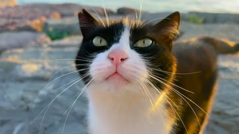 Close up view of black and white stray cat meowing in Istanbul Stock Footage 346488167