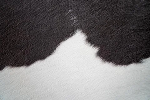 Close view of black and white cow fur texture Stock Photos