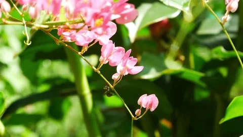 Close-up view of a black ant climbing on the pink flower. Stockbeeldmateriaal 197310319