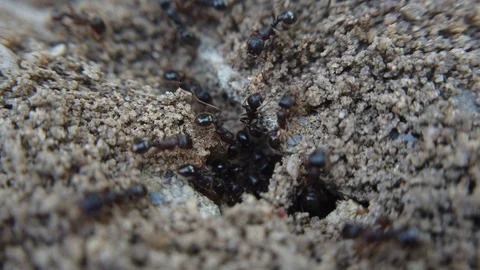 A close up view of black ants are seen crawling in and out of a small Stock Footage 118284436