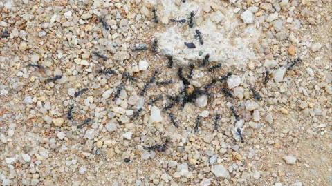 Close up view of black ants nesting on ground nest timelapse Stock Footage 154837818