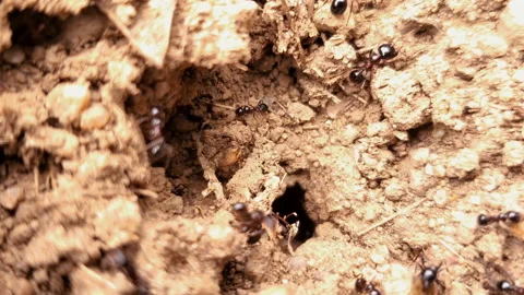 Close up view of black ants working on ground nest,animal insect wildlife Stock Footage 140583685