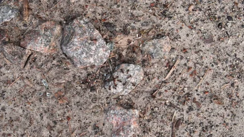 Close-up view of black ants working together on the stoned ground Stock Footage 165978807