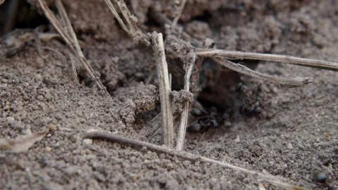 Close up view of black ants working on ground nest. Stock Footage 201872125