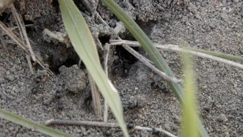 Close up view of black ants working on ground nest. Stock Footage 201872162
