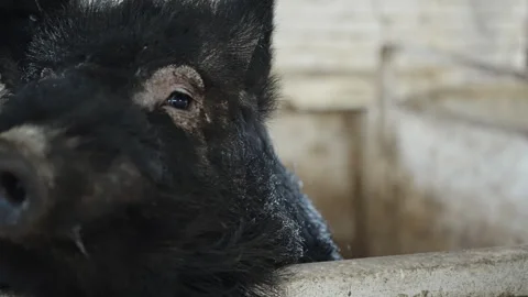 Close-up view of a black, bristly pig pressing its snout over a concrete pen Stock Footage 332336496