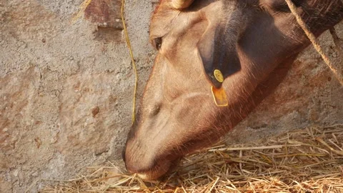 Close-up view of black buffalo eating dry grass from ground 動画素材 151838803