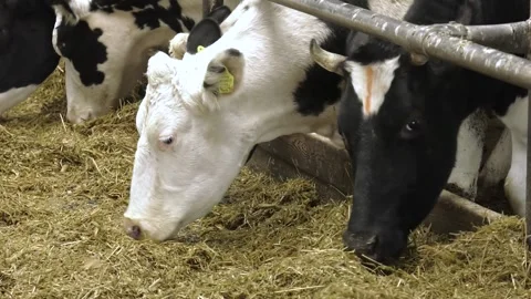 Close up view of black cows eating at the farm.  Cows on Farm Stock Footage 330343255