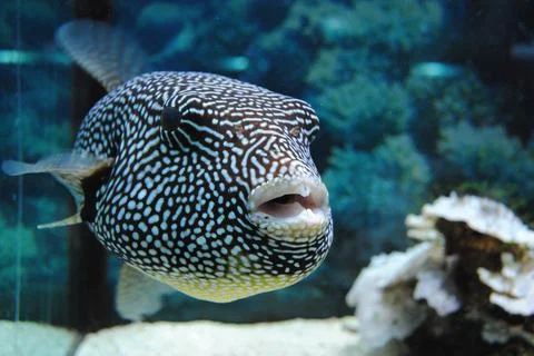 Close View of a Black Dotted Fish in Aquarium Stock Photos