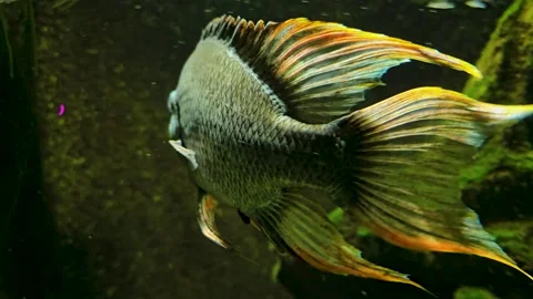 Close up view of a black fin cichlid Stock Footage 269550530