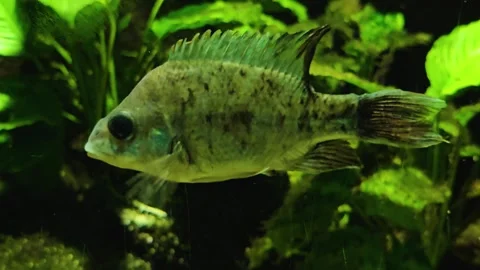 Close up view of  black fin cichlid fish Stock Footage 296842112