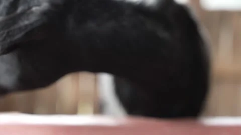 Close up view of a black goat Stock Footage 263699992
