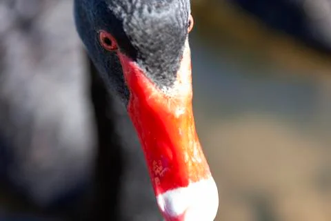 Close-up view of a black goose Stock Photos