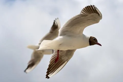 Close-up view of black-headed gulls (Chroicocephalus ridibundus) flying in mi Fotos de archivo