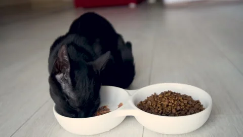Close up view on black kitten eating cats food from a bowl Stock Footage 136347325