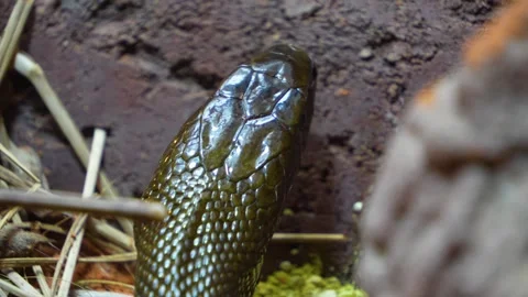 Close view of a black mamba Stock Footage 254129424