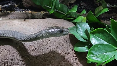 Close view of a black mamba Stock Footage 263887521
