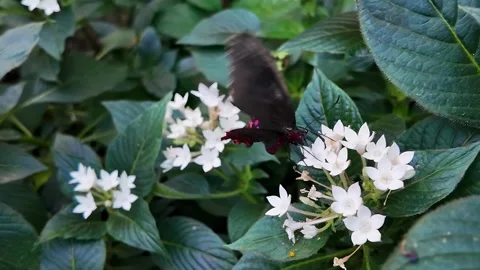 Close view of a black mormon butterfly in slow mo Stock Footage 297136293