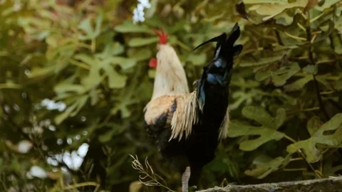 Close up view of a black rooster wandering in green bushes. Domestic animal 스톡 동영상 105273416