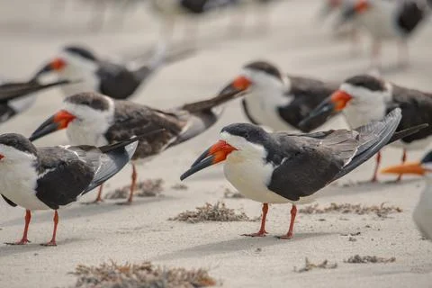 Close up view of a black skimmer Stock Photos