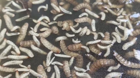 Close up view of Black Soldier Fly (BSF) larvae wiggling and swimming in water. Stock Footage 345050337