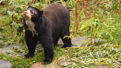 Close view of a black Spectacled bear Stock Footage 261251225