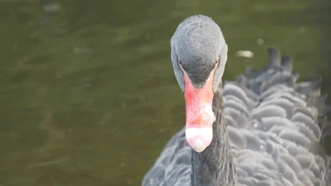 A close up view of a black swan. Stock Footage 140403511