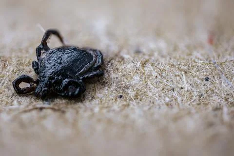 Close-up view of a black tick resting on a textured surface, showcasing its.. Stock Photos