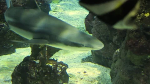 Close view of black tip shark  Stock Footage 299635389
