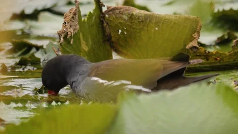 A close view of a black wading bird Stock Footage 261249505