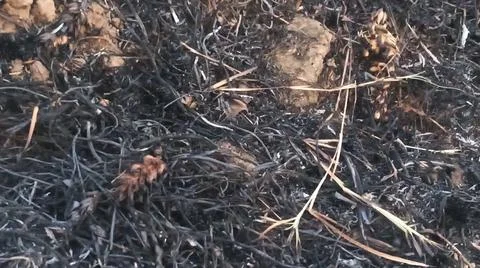 Close Up View of Blackened Charcoal Ash and Burnt Straw on Farmland Stock-Fotos
