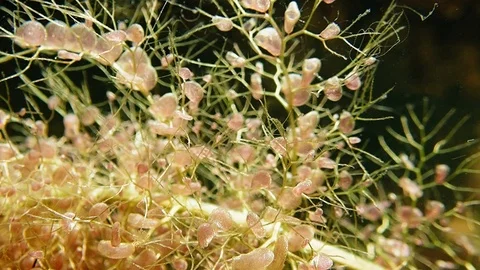 Close-up view of bladderwort carnivorous aquatic plant with bladder-like traps Stock Footage 99886765