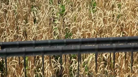 A close view of the blade shearer 스톡 동영상 10917339