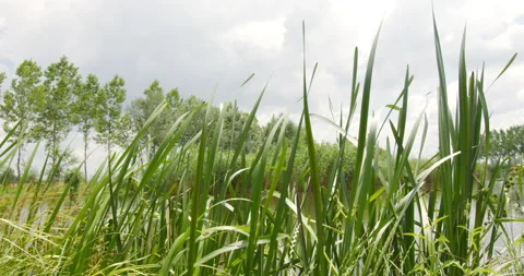 Close up view of blades of grass fluttering in wind on a shore of a lake Stock Footage 262880202