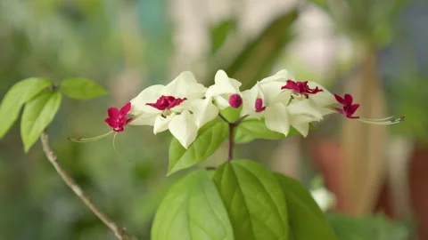 Close-up View Of A Bleeding-heart Vine Flowering Plant. Selective Focus Shot Stock Footage 320452748