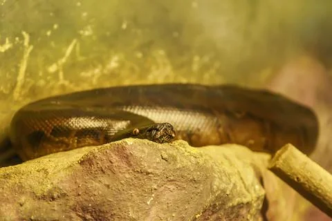Close-up view of a Blood python curved on the big rock Foto stock