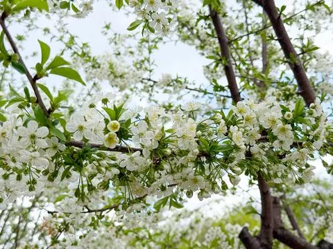 Close view of blooming cherry tree branches with white flowers and buds. Sp.. Stock Photos