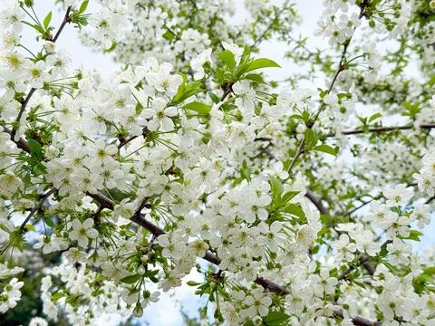 Close view of blooming cherry tree branches with white flowers and buds. Sp.. Stock Photos