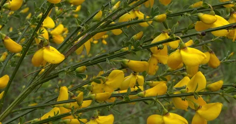 Close-up view of blooming common broom twigs. Stock Footage 309046130
