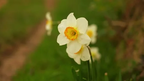 A close-up view of blooming daffodils in a lush green garden Stock Footage 289291020