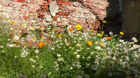 Close up view on blooming flowers Stock Footage 144469882