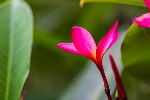 A close-up view of a blooming frangipani. Stock Photos