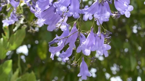Close view of blooming jacaranda flowers moving gently in sunlight. Ideal for 스톡 동영상 335745455