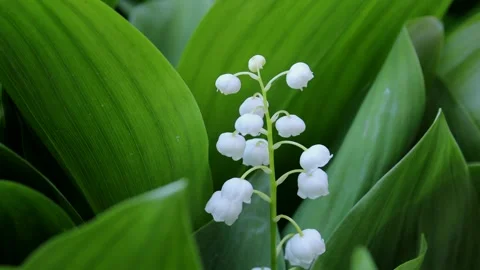Close-up view of blooming lily of the valley surrounded by lush green leaves Stock Footage 310337203